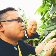 コーヒー豆で国産化の動き 「他の果樹より手間かからない」 ハウス栽培で収量増